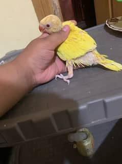 yellow parrot chick pair for sale