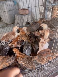 Golden misri chicks 250 Gram approx