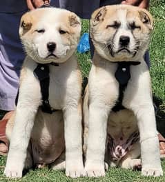 alabai pair security dogs 2 months for sale