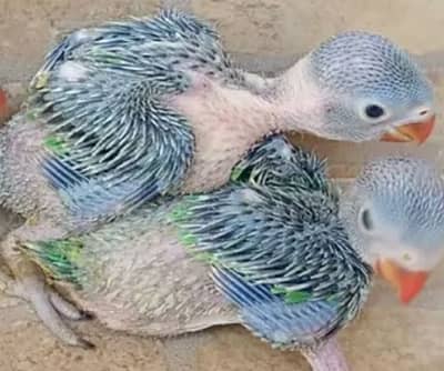 ringneck babies and pair 03248203246