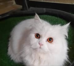 Persian Cat | Doll-Faced | 2-Year-Old Male | Available Now