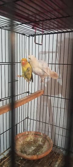 lovebirds