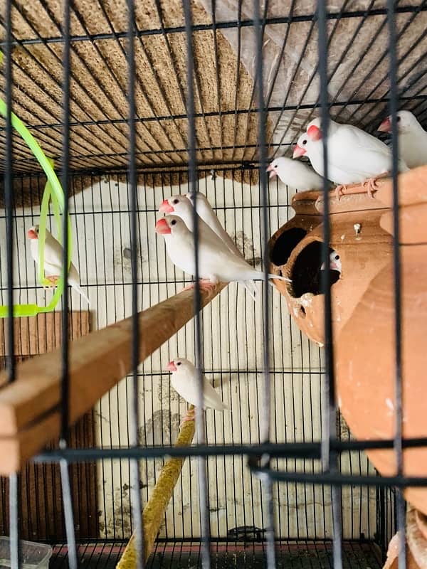 White Java Finches Ready to Breed 0