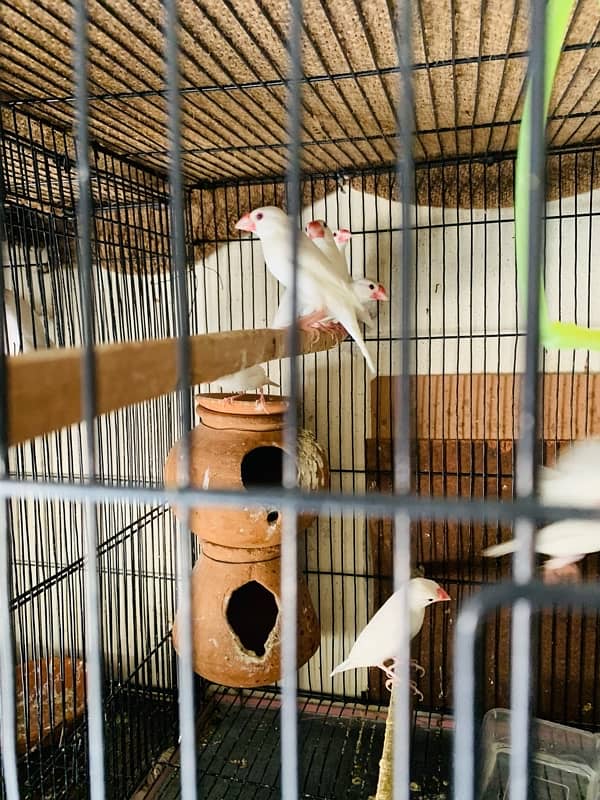 White Java Finches Ready to Breed 1