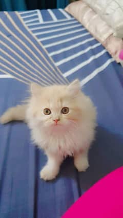 Persian kitten