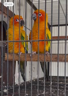 SUNCONURE BREEDER PAIR