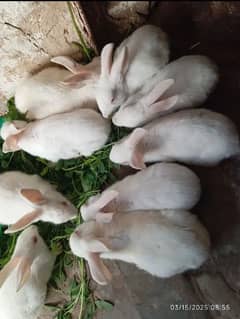 Rabbits 3 almost 2 months