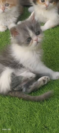 Persian Cat | Persian Kittens | Triple Coated Kittens for Sale