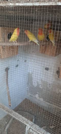 Breder pairs of lovebirds available