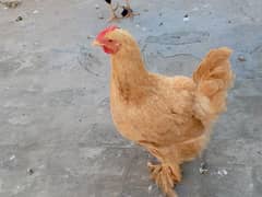 golden buff female for sale in lahore