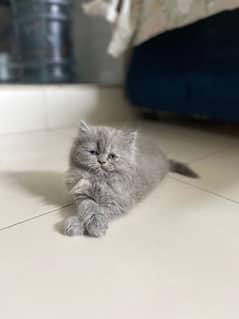 Persian Kitten