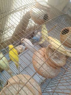 Australian parrots for sale urgent