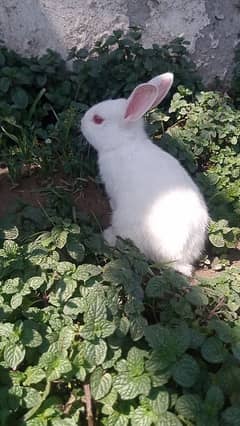 White Bunnies For Sale