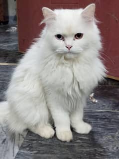 persion female cat for sale