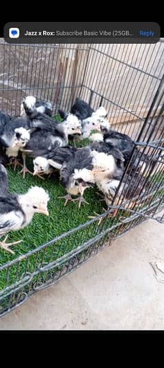 Black Polish & Ayam cemani chicks