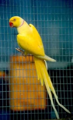 yellow ringneck parrot