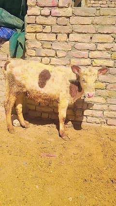 Australian cow ki female wachi for sale