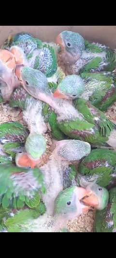 KASHMIRI RAW CHICKs