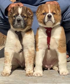 King Alabai Pair | Alabai Puppies | Alabai security Dog For Sale