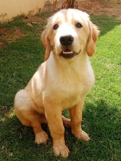 Golden retriever puppy