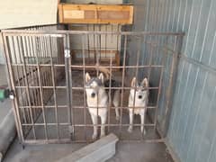 Siberian Husky age 1, Pair Urgent Sale