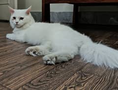 Persian Cat