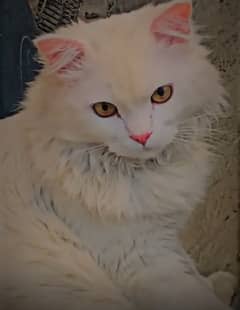 Male Persian Cat