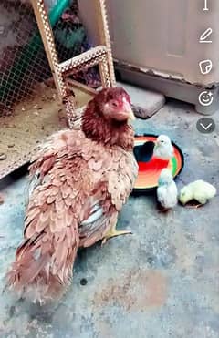 aseel miyanwali hen with 4 thai cross chiks