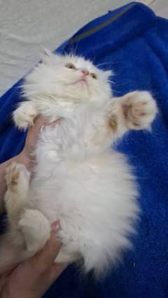 Persian furball kittens for sale