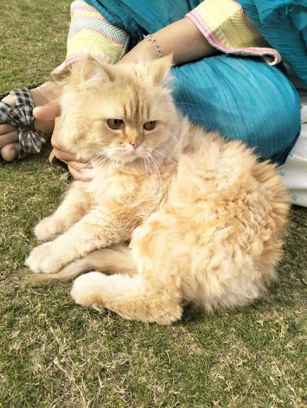 Persian | Double Coat | Fluffy | Cat | Beautiful Cat 0