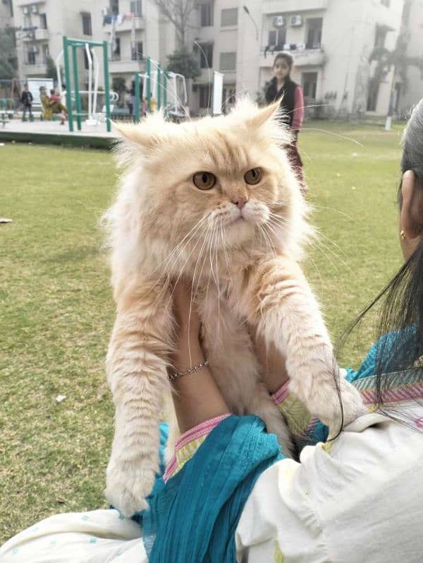 Persian | Double Coat | Fluffy | Cat | Beautiful Cat 2