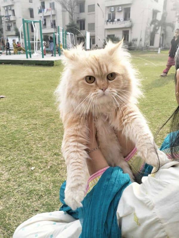 Persian | Double Coat | Fluffy | Cat | Beautiful Cat 3