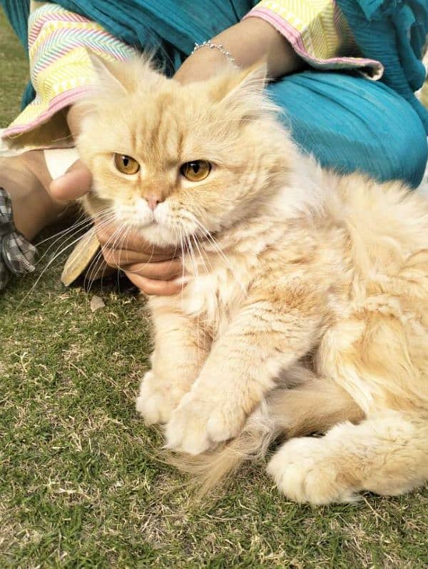 Persian | Double Coat | Fluffy | Cat | Beautiful Cat 4