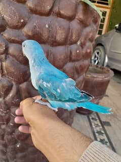 talking parrots chick