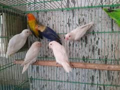 Beaitifull Colour Love Birds Available