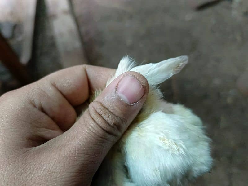 Heera aseel Chicks 1