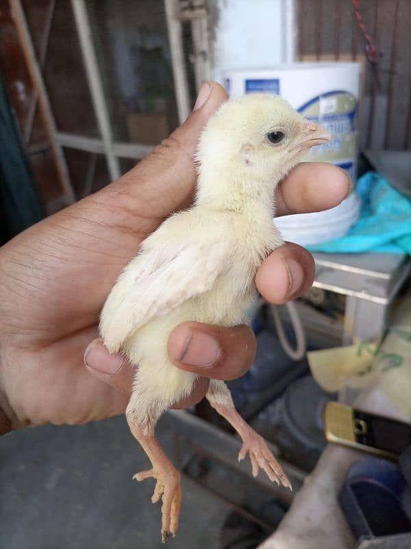 Heera aseel Chicks 2