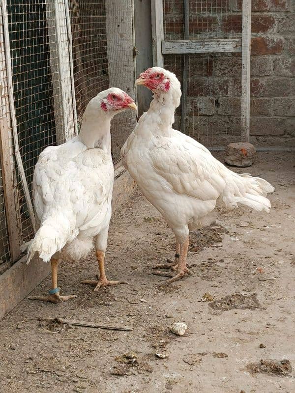 Heera aseel Chicks 7