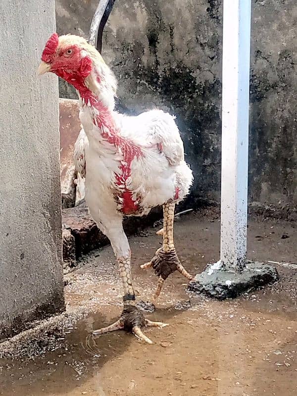 Heera aseel Chicks 8