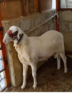 sheep