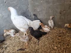 4 heera aseel chicks 1 male 3 female