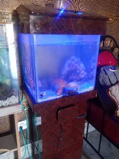 Fish Aquarium 1.5ft