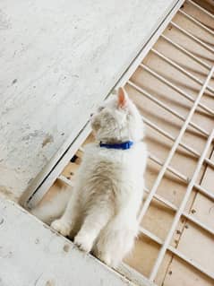 Beautiful White Persian with Rare Odd colored eyes for sale