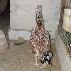 very beautiful aseel hen active and eggs laying 2nd hen loman brown