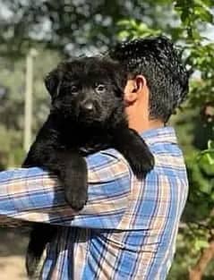 Black German shepherd puppy