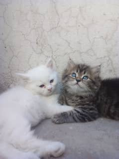 PERSIAN CAT