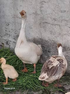 Breeder Trio Pair long Neck Duck