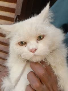 8 months male cat available for sale