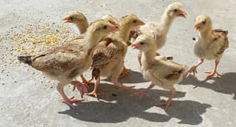 7 Sindhi Aseel Chicks For Sale