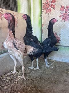 Black OH Shamo Breeder egg laying hena